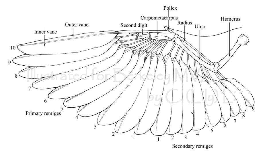 Bird Wing Bone Anatomy
